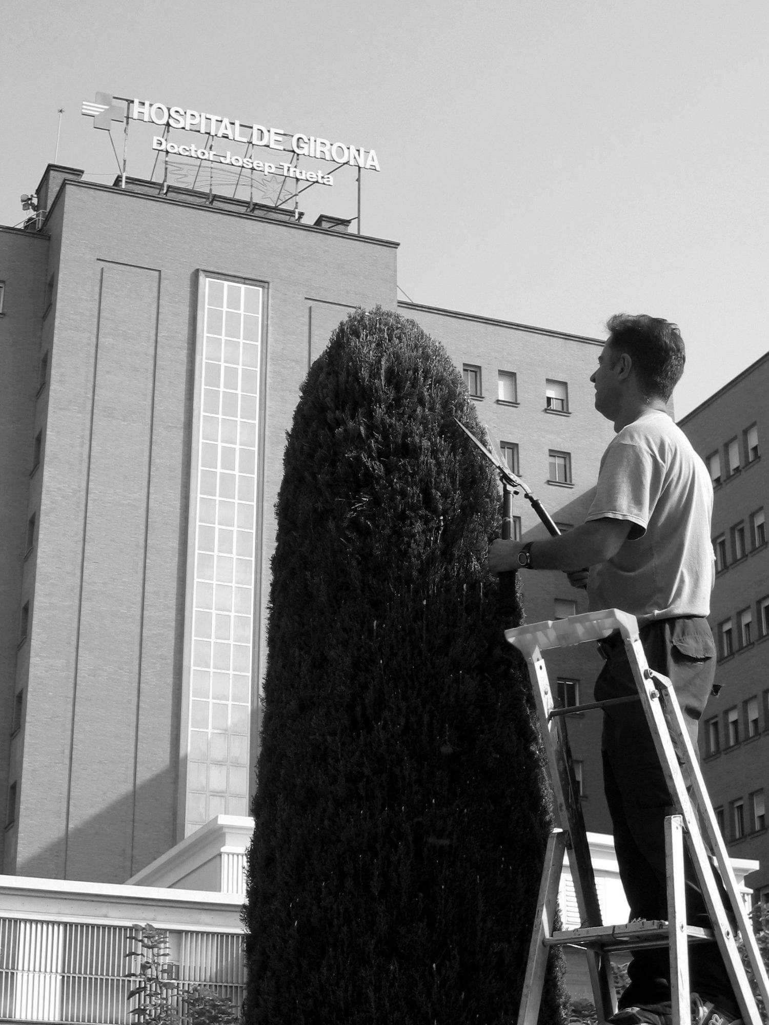 Jardiner cuidant els arbres de fora de l'hospital Trueta