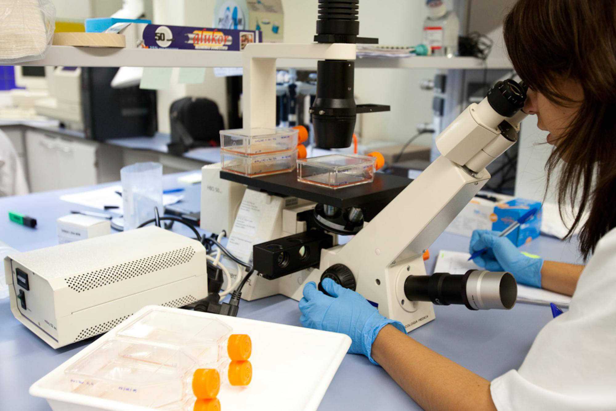 Persona mirant pel microscopi al laboratori