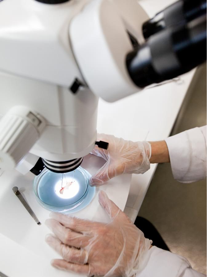 Fotografia d'una metgesa mirant pel microscopi